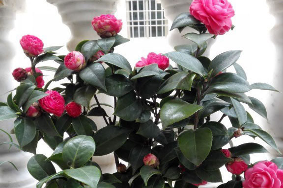 <a href='https://www.ahuacao.com/guanhuazhiwu/52.html' target='_blank'><u>茶花</u></a>