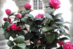 茶花春季养护（3、4月份）