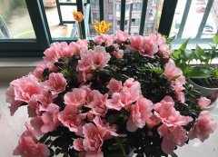 杜鹃花怎么养(家庭养法)