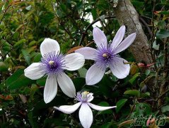 屏东铁线莲（耐寒、花期、修剪）介绍