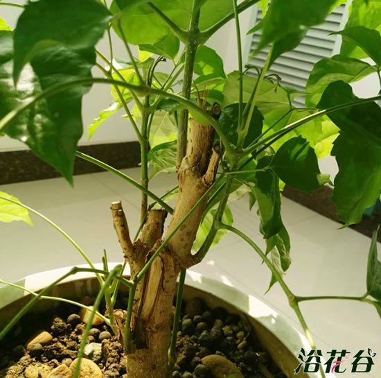 吸雾霾的植物