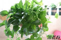 为什么花市的花养的好|扒一扒原因