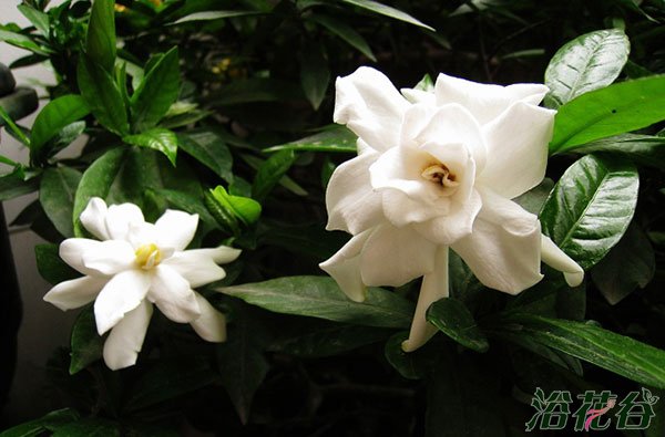 <a href='https://www.861230.com/guanhuazhiwu/11.html' target='_blank'><u>栀子花</u></a>