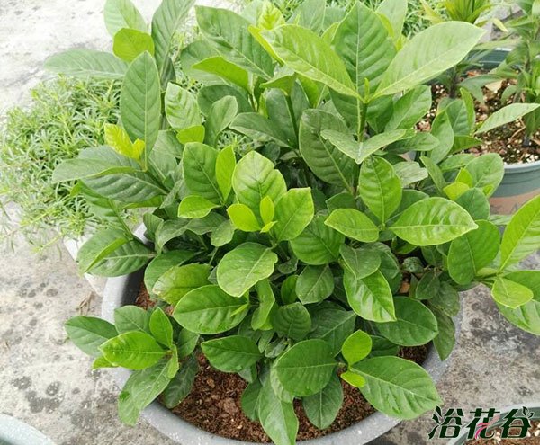 <a href='https://www.861230.com/guanhuazhiwu/11.html' target='_blank'><u>栀子花</u></a>