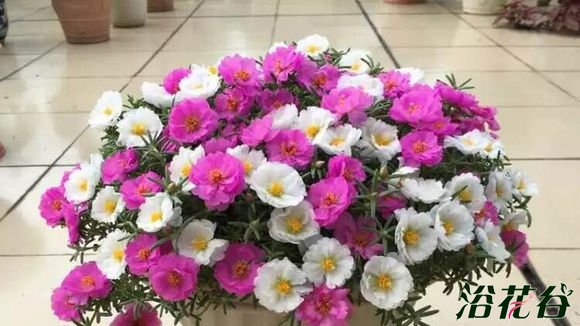 太阳花