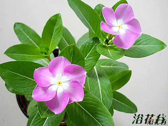 <a href='https://www.861230.com/guanhuazhiwu/6716.html' target='_blank'><u>长春花</u></a>