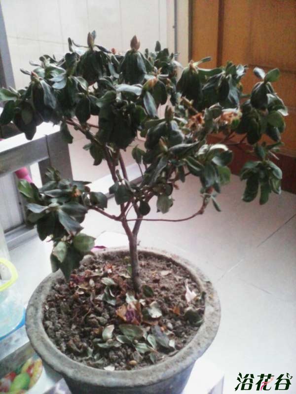 <a href='https://www.861230.com/guanhuazhiwu/31.html' target='_blank'><u>杜鹃花</u></a>