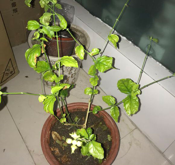 <a href='https://www.861230.com/guanhuazhiwu/10.html' target='_blank'><u>茉莉花</u></a>