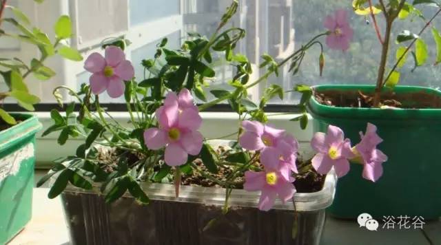 尿浇花正确方法（重口味）