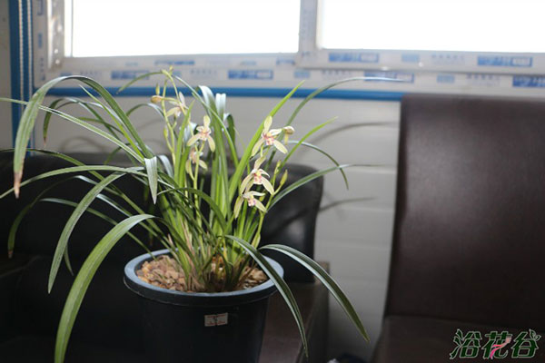 植物花期能不能施肥