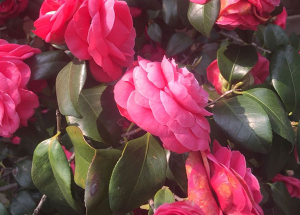 <a href='https://www.ahuacao.com/guanhuazhiwu/52.html' target='_blank'><u>茶花</u></a>