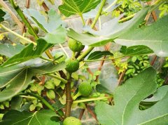 盆栽无花果怎么养|环境很重要
