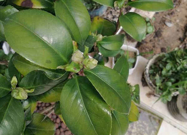 <a href='https://www.ahuacao.com/guanhuazhiwu/52.html' target='_blank'><u>茶花</u></a>