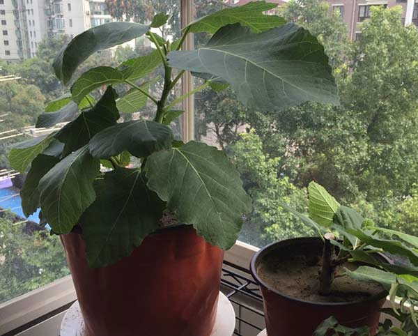 盆栽无花果