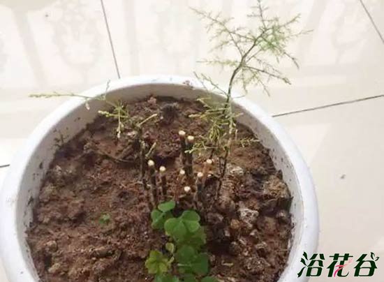 文竹太高了怎么办