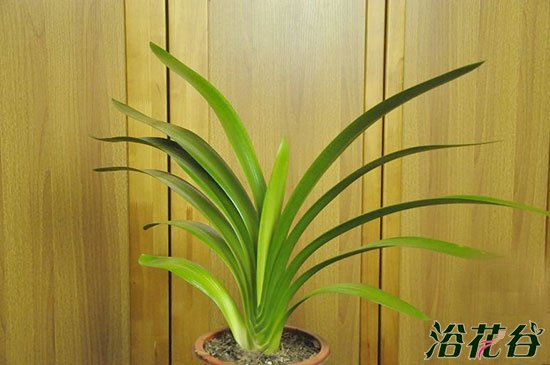 秋天<a href='https://www.861230.com/guanhuazhiwu/6588.html' target='_blank'><u>君子兰</u></a>怎么养