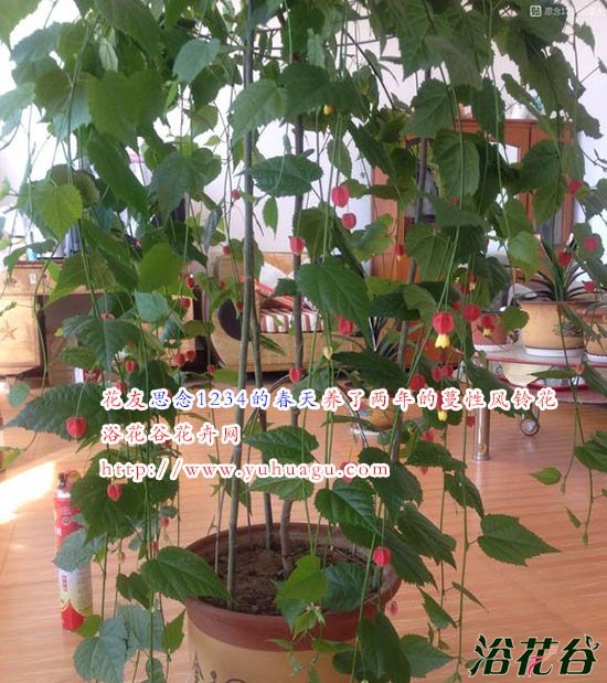 蔓性<a href='https://www.861230.com/guanhuazhiwu/7618.html' target='_blank'><u>风铃花</u></a>能活几年（多年生）