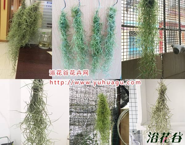 老人须怎么长得快
