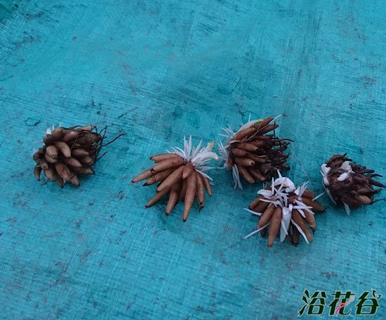 <a href='https://www.861230.com/guanhuazhiwu/6849.html' target='_blank'><u>花毛茛</u></a>种球催芽方法图,简单易操作