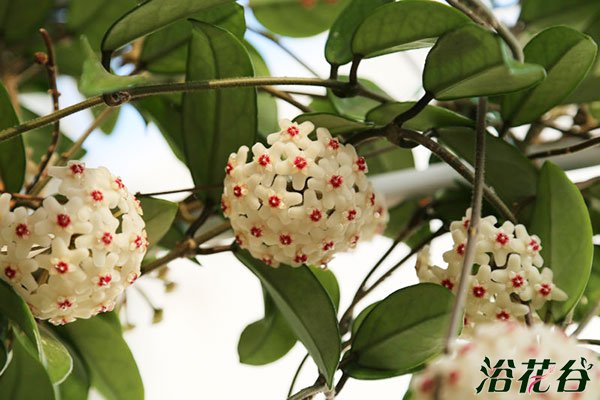 <a href='https://www.861230.com/guanhuazhiwu/6770.html' target='_blank'><u>球兰</u></a>冬天怎么养(温度很重要)