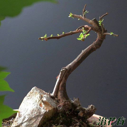 <a href='https://www.861230.com/guanhuazhiwu/31.html' target='_blank'><u>杜鹃花</u></a>