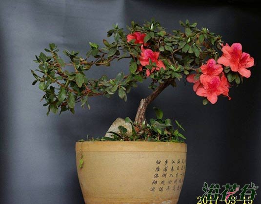 <a href='https://www.861230.com/guanhuazhiwu/31.html' target='_blank'><u>杜鹃花</u></a>