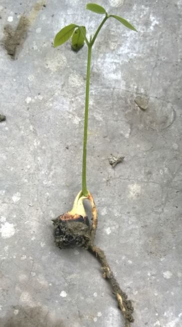 龙眼种子