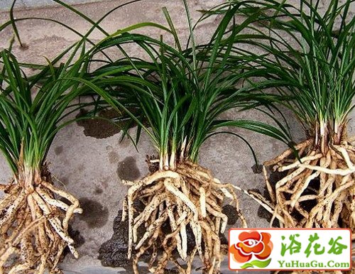 <a href='https://www.861230.com/guanhuazhiwu/6593.html' target='_blank'><u>兰花</u></a>根