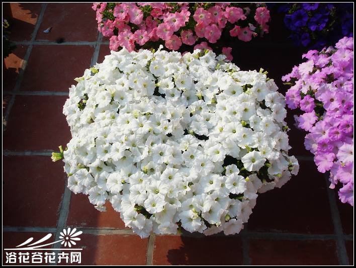 花友谈矮牵牛爆盆经验（图）