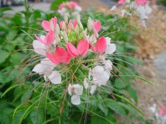 醉蝶花怎么种？花友来支招