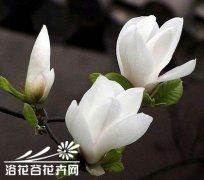 盆栽白兰的关键是浇水