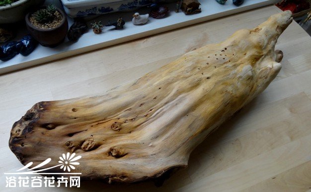 树根花盆