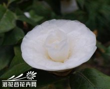 盆栽茶花如何巧度雨季