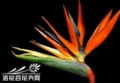 鹤望兰的秋冬养护管理方法