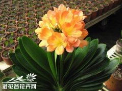 君子兰实用栽培养殖技术