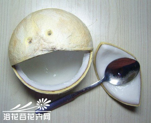 废物利用-椰子DIY吊盆