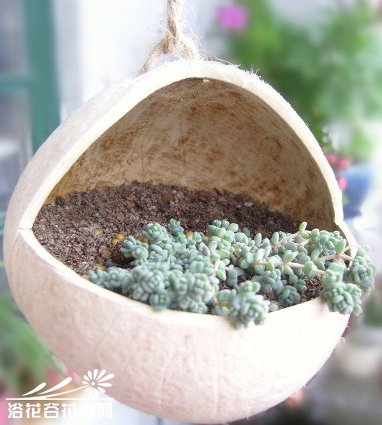 废物利用-椰子DIY吊盆