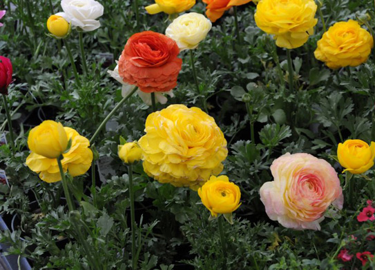 家庭<a href='https://www.861230.com/guanhuazhiwu/6849.html' target='_blank'><u>花毛茛</u></a>栽培养护经验
