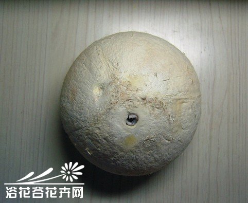 废物利用-椰子DIY吊盆