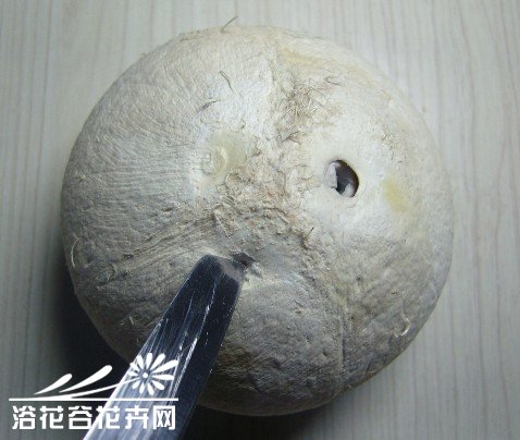 废物利用-椰子DIY吊盆