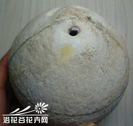 废物利用-椰子DIY吊盆