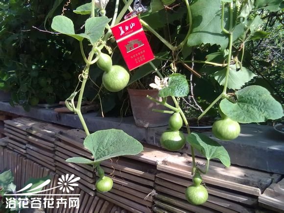 手捻葫芦种植及各类葫芦种植方法