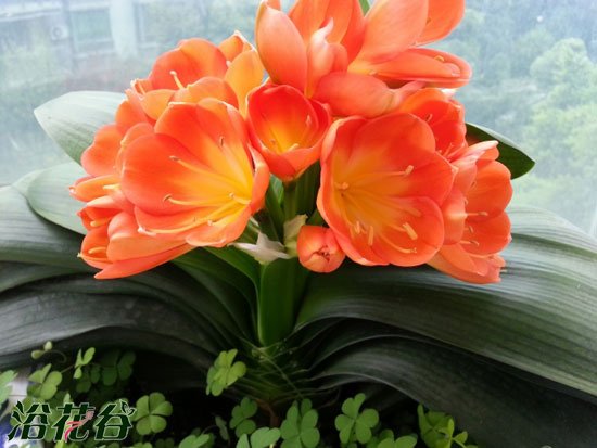 夏季如何养<a href='https://www.861230.com/guanhuazhiwu/6588.html' target='_blank'><u>君子兰</u></a>(图)