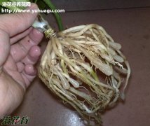 吊兰的养殖方法和注意事项