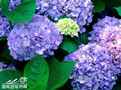 绣球花养护管理