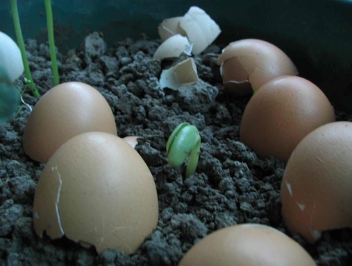关于养花的种植技巧问题之施肥