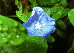 关于养花的种植技巧问题之浇水（上）