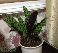 猫眼竹芋冬天怎么浇水