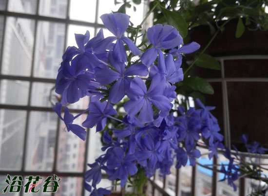 蓝雪花怎么过冬