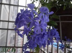 蓝雪花怎么过冬